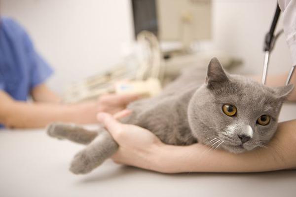 Кот на осмотре у ветеринара