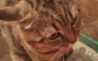 Цистит у кошек (кота): симптомы и лечение
