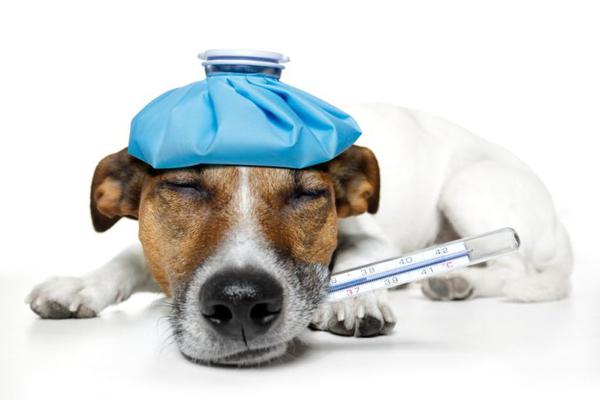 лечение простуды у собак