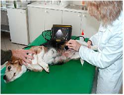 диагностика МКБ у собаки