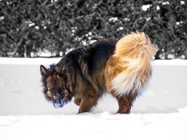 Собака зимой на прогулке