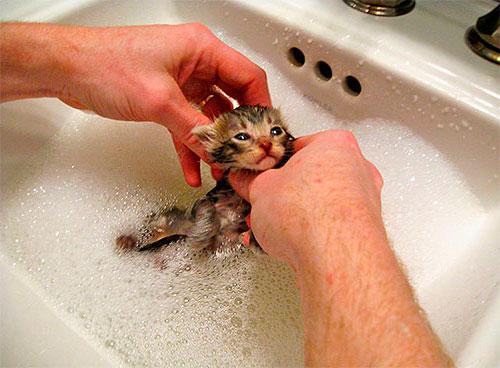 Помыть котенка с шампунем от блох