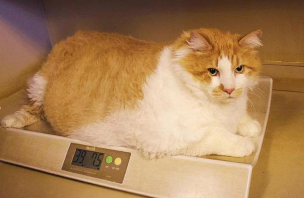 Ожирение у кошек после стерилизации