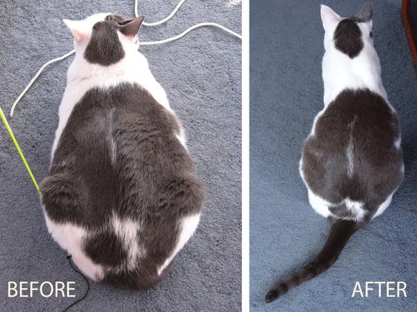 Чудесное похудение кота