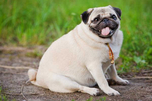 ожирение и диеты для собак