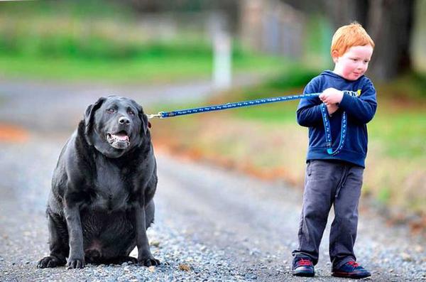Мальчик выгуливает собаку