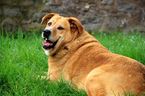 толстая собака на траве