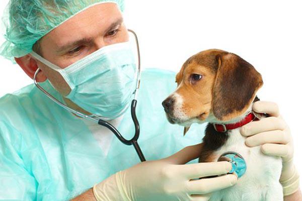 Ветеринар слушает собаку