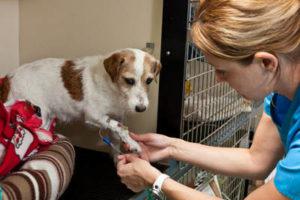 Ветеринар ставит систему собаке