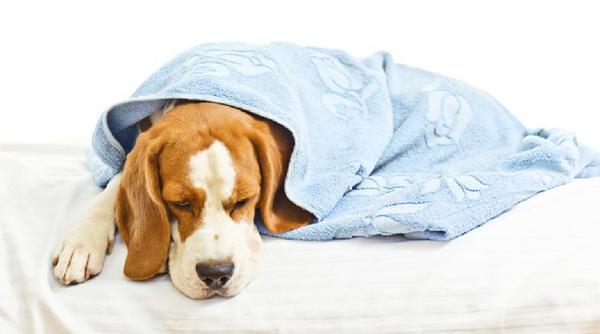 симптомы парвовируса у собаки