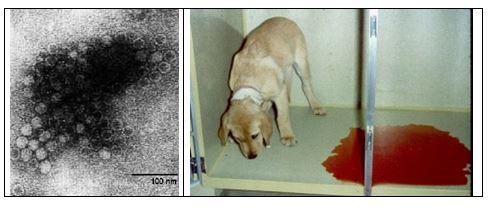 Парвовирусный энтерит у собак (парвовирус, парвовироз): симптомы, диагностика, лечение и профилактика