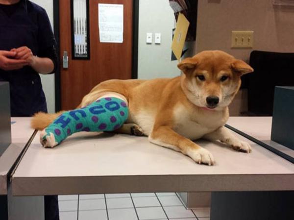 Лечение перелома у собак
