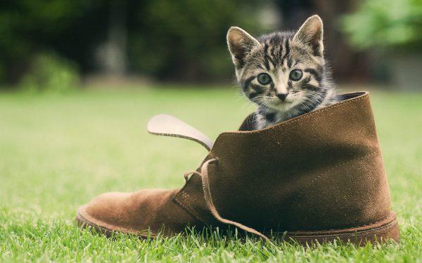Котёнок сидит в ботинке