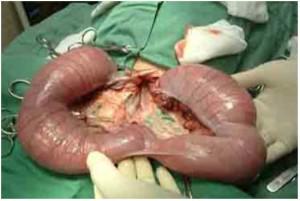 Piometra u sobak simptomy otkrytaja i zakrytaja lechenie i operatsija po udaleniju oslozhnenija i posledstvija vydelenija2