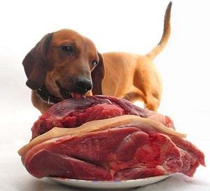 Чем кормить собаку в домашних условиях: рацион кормления натуральной пищей и меню на неделю
