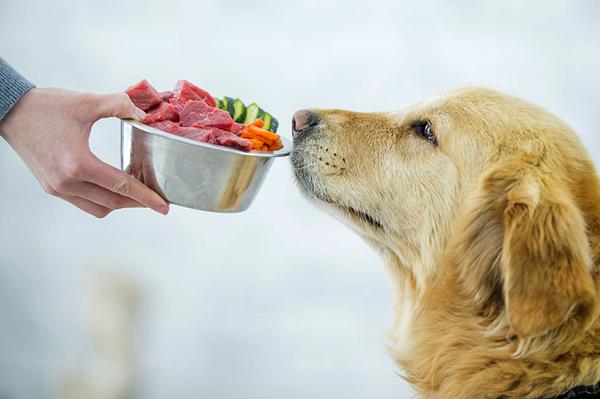 Правила кормления собак