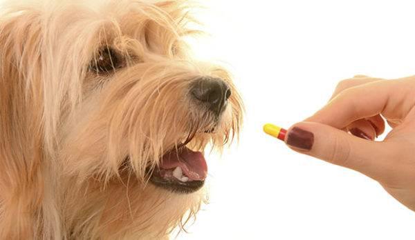 Антибиотики собакам при пневмонии