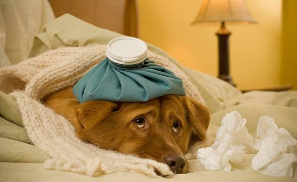 Пневмония у собак