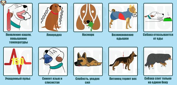 Симптомы пневмонии у собак