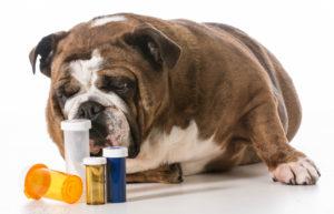 антибиотики при пневмонии у собак