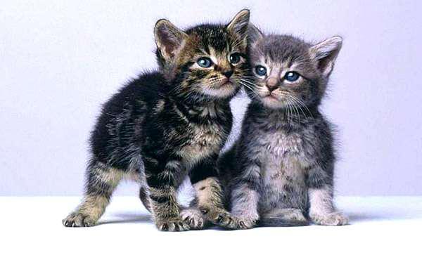 Два маленьких котенка, голубоглазые котята, фото фотография картинка