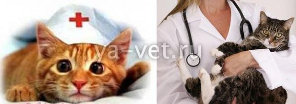 рвота у кошек лечение