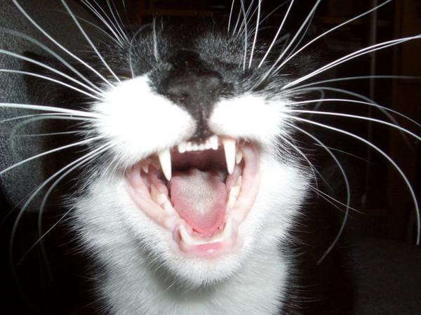 Далеко не всегда кошки позволяют спокойно впрыснуть спрей себе в рот
