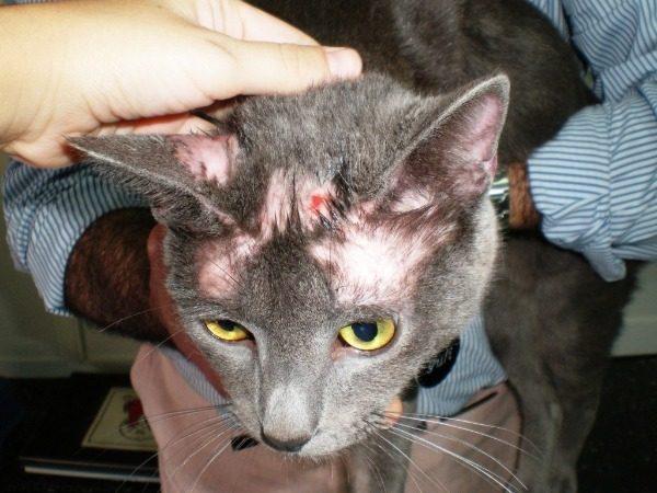 У кота выпадает шерсть клоками и болячки на коже: причины и лечение