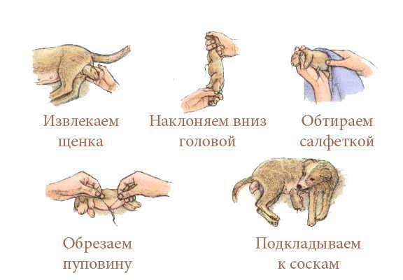 Общие процедуры по очищению новорожденного щенка