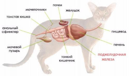 Анатомия тела кошки