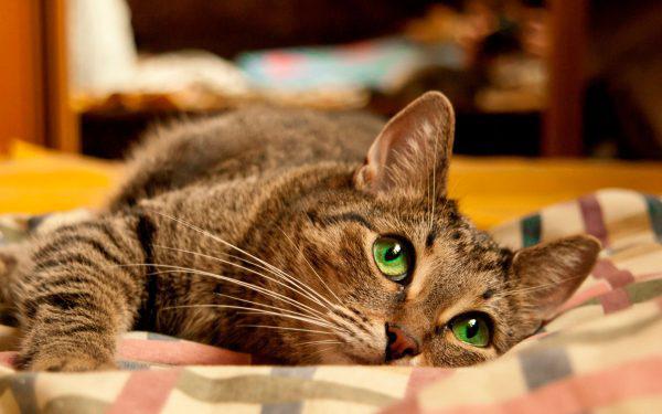 полосатая кошка с зелёными глазами лежит на клетчатом пледе