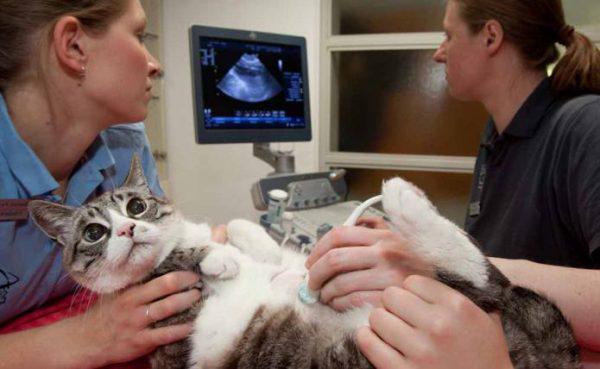 Обследование матки беременной кошки на УЗИ-аппарате