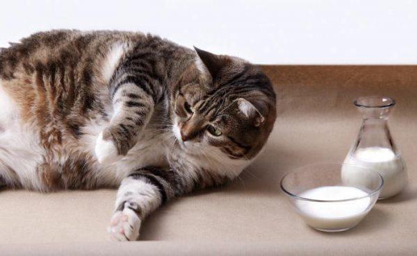 Беременная кошка и молочные продукты