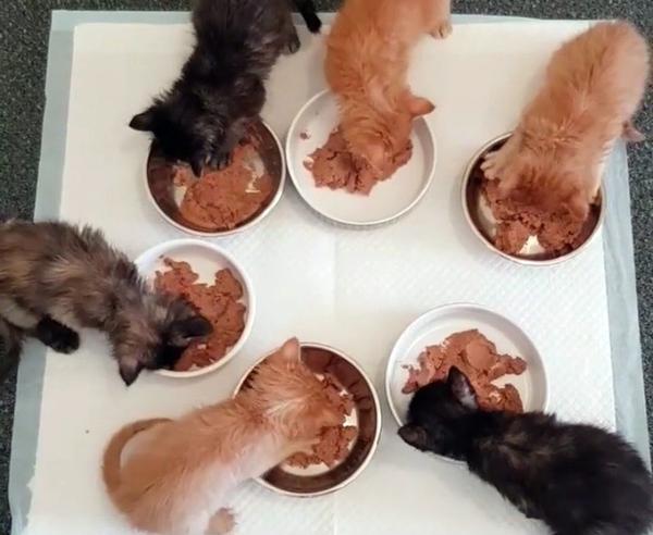Как выходить новорожденных котят без кошки: чем кормить и как часто, какой требуется уход, в каком возрасте вводить прикорм