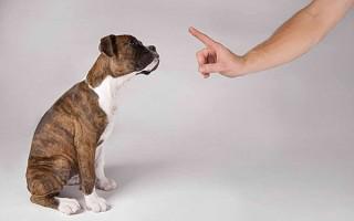 Как отучить собаку лаять без повода: советы кинолога