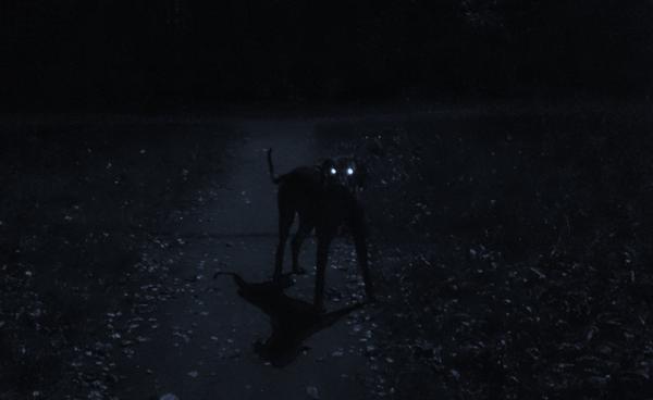 Почему собака лает ночью в пустоту