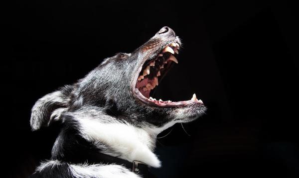 Как отучить собаку лаять без причины