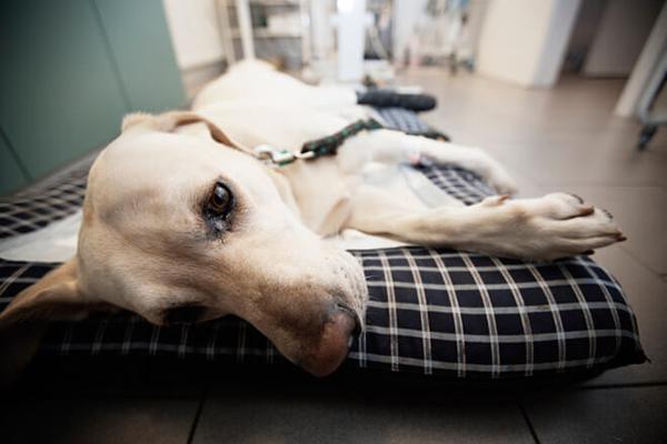 Лечение паралича у собак