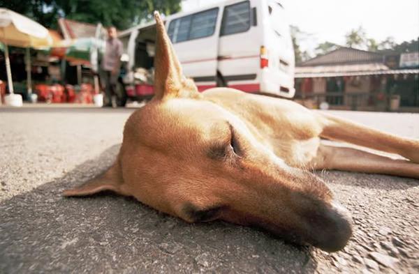 Собака лежит на дороге