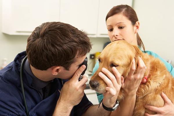 Ветеринар осматривает пса