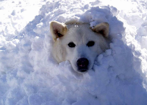 Переохлаждение и обморожение у собак