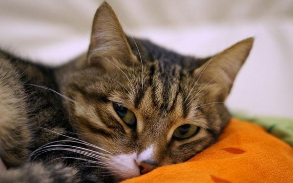 Симптомы токсоплазмоза у котов