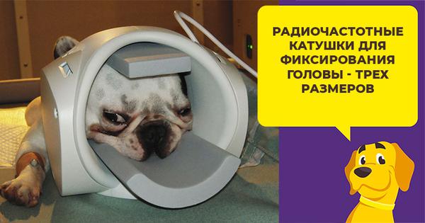 Когда собаке необходима томография и что нужно знать о процедуре