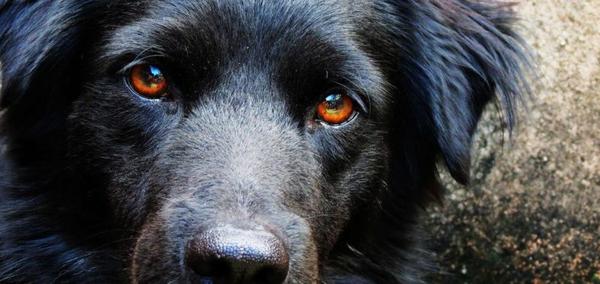 Здоровые глаза собаки