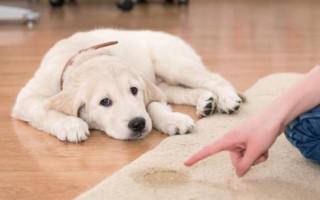 Цистит у собаки: симптомы и лечение дома