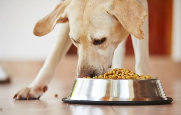dieta dlya sobaki - Цистит у собаки: симптомы и лечение дома