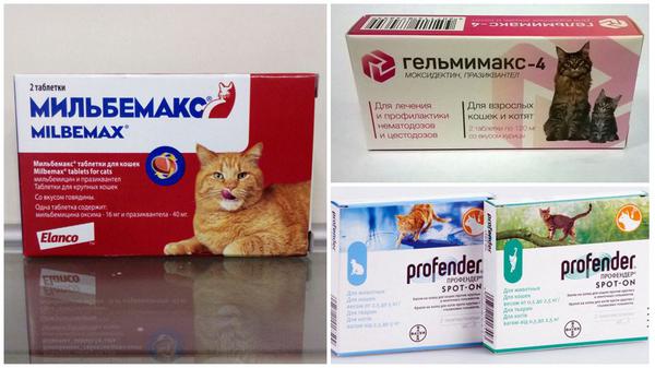 Препараты для лечения беременной кошки