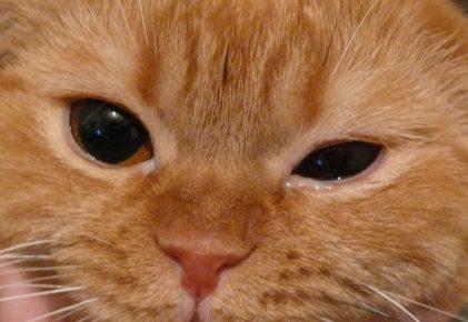 Кот с гноящимся глазом