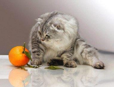 Кот и апельсин