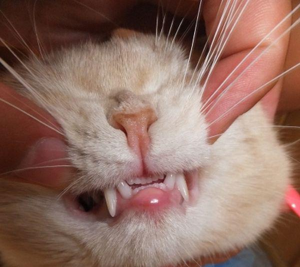 Чаще всего губа у кошек опухает из-за травм